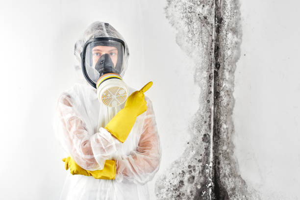 Best Black Mold Removal  in USA